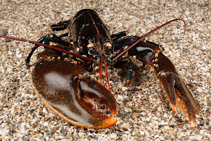 Photo n°31 de Parcs Saint Kerber à Cancale (Marché aux poissons et fruits de mer)