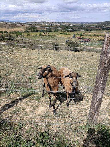 Le Ranch aux Escargots Virginie Murciano - Thumbnail