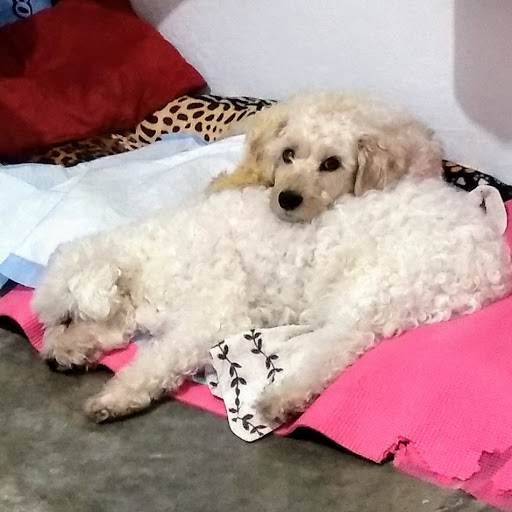 CLINICA VETERINARIA H.H.C.