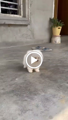 Toy pom-puppy-available-in -kk pet-shop-lucknow. post image