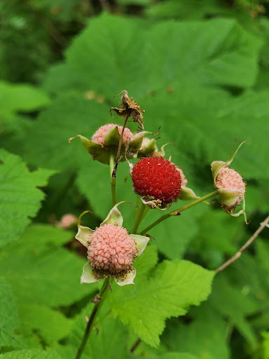 Skookum Inlet Natural Area Preserve - Thumbnail