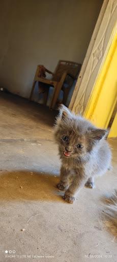 Persian kitten available for booking intrested person contact us as soon as possible. post image