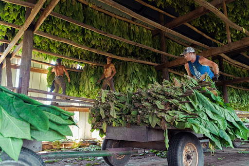 Edgerton Tobacco Heritage Days Gallery - United States