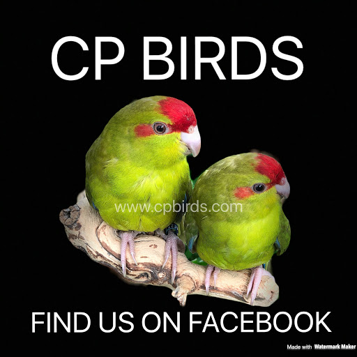 CP Birds - Visual