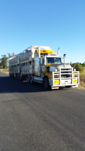 Ampol Pampas - Thumbnail