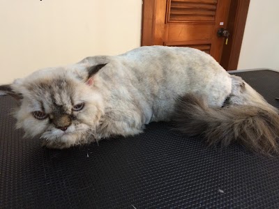 Photos of Pet Grooming Cambodia