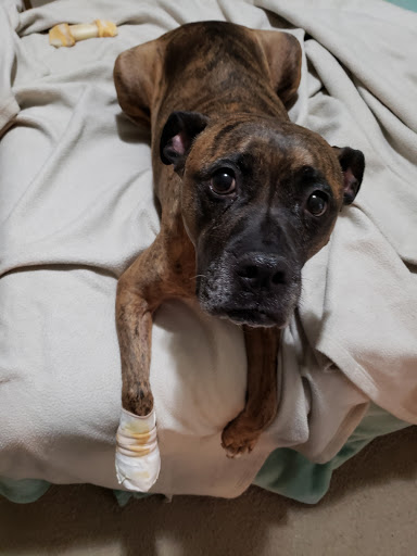 Mission Viejo Veterinary Hospital - Thumbnail