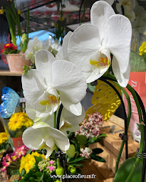 Photo n°3 de PLACE O FLEURS à Fécamp (Fleuriste)