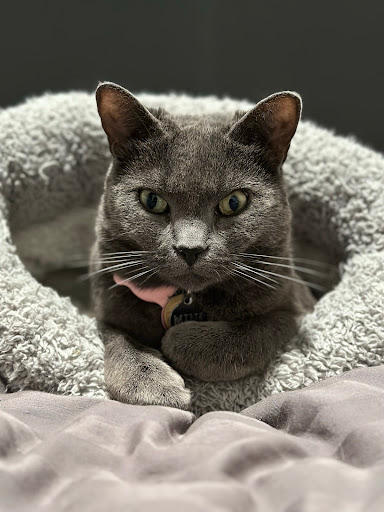 The 100x Vet - Mobile Veterinary Services - Thumbnail
