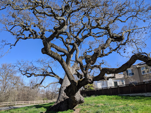 Tassajara Creek Regional Park - Thumbnail