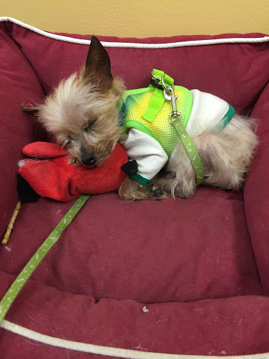 Pawsitively Healthy Pet Supply - Thumbnail