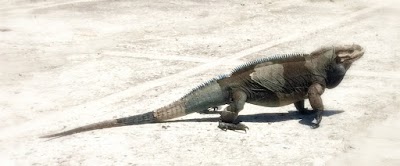 Photos of Lago Enriquillo National Park