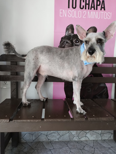 Newton's Clinica Veterinaria