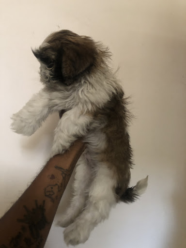 Shitzu  male for sale in ahmedabad 9913880708 post image
