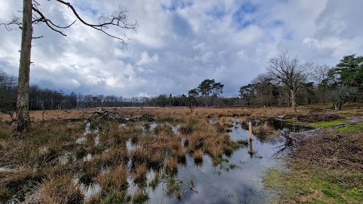De Strubben-Kniphorstbosch (archeologisch reservaat) - Thumbnail