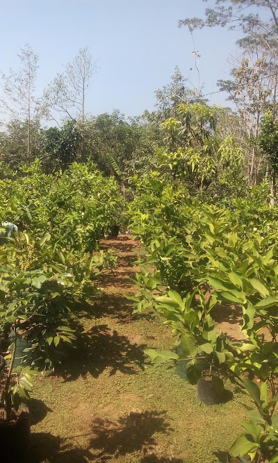 Photos of Sewurejo Mojogedang