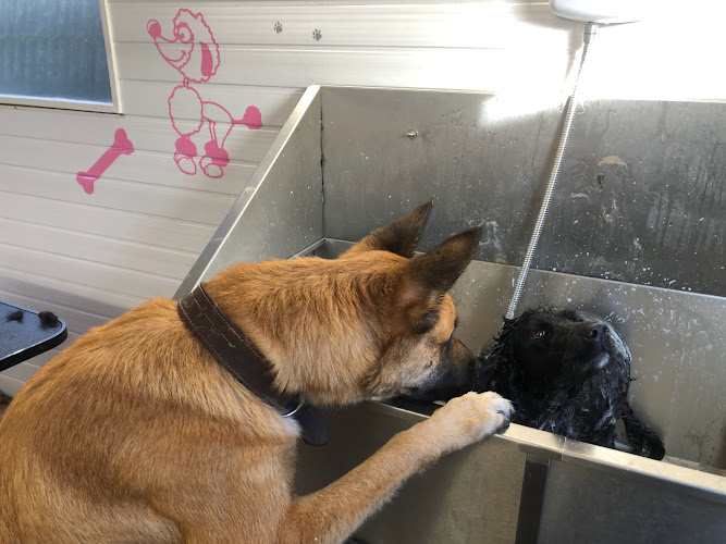 The Meadows Dog Grooming and Dog BoardingCrowland