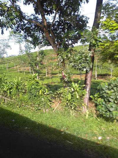 Photos of Masjid Raya Mochammad Said Amanah