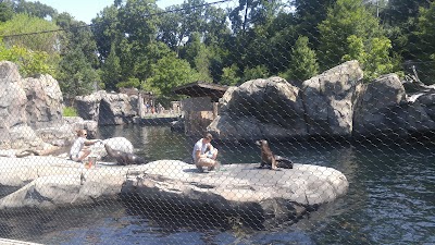 Sea Lion Pool