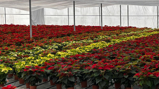 Viveros Viral - Foto 1