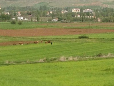 Merkez Cami