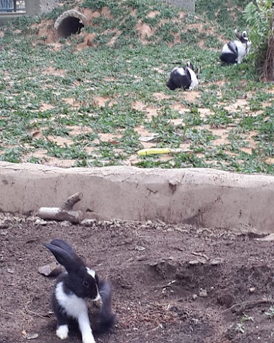 Photos of KAMPOENG RABBIT'S KULIM