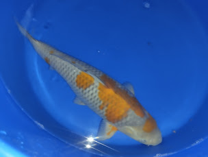 Photo n°19 de Koi addict à Rimling (Fournisseur de poissons en bassin)