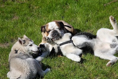 Photos of Hundebetreuer-in