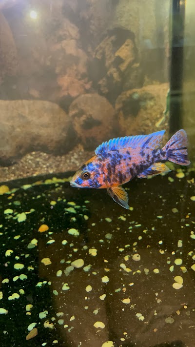 Bossfish specialty Cichlids