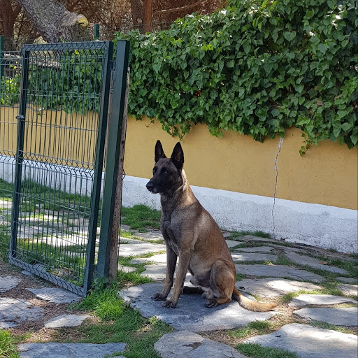 Hotel para perros Residencia Canina Malilupus