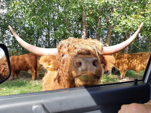 Safari
