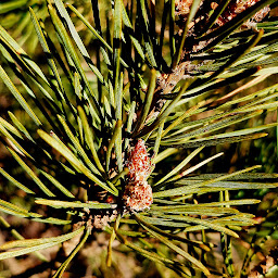 Photo n°10 de Le goût du sauvage à Solignac-sous-Roche (Centre de formation)