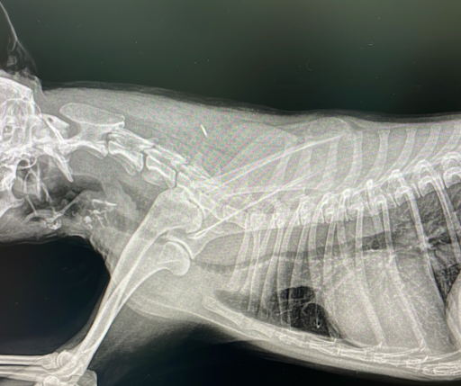 Ambulatorio veterinario Argo Vet dott. Lepore Antonio - Thumbnail