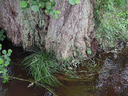 Haberlands Bach - Thumbnail
