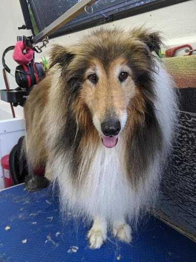 Jim's Dog Wash Mittagong - Thumbnail