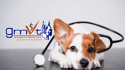 GMVT - Clínica Veterinaria - Sucursal Antonio Albarrán