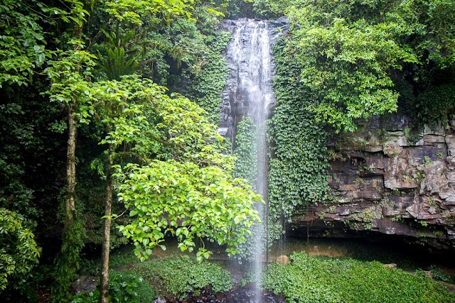 Parc national Dorrigo