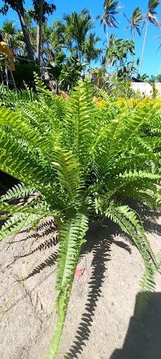 VIVERO YOLIHUANI, Fuente de Vida.