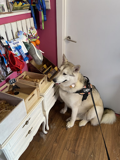 Peluqueria Canina y Felina Masco Kyty - Thumbnail