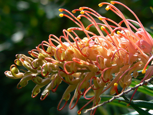 Honey House Kuranda - Thumbnail