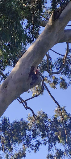 Rozelle Reserve - Thumbnail