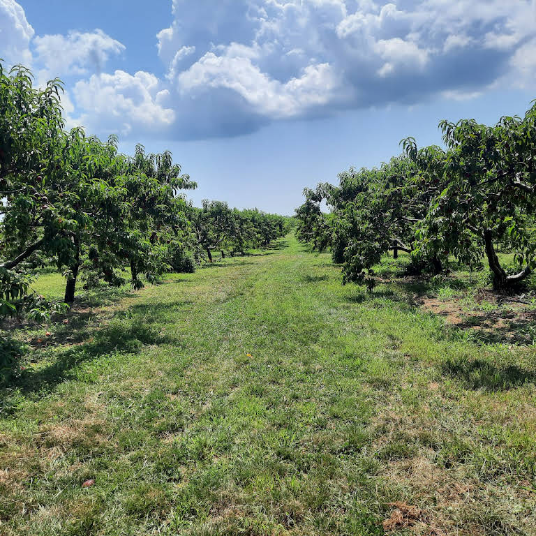 Haydens Orchard - Farm in Wading River
