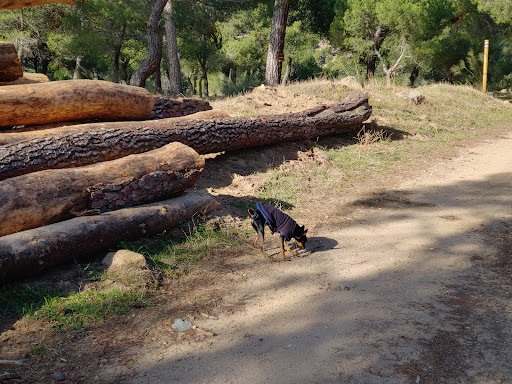 Ruta Las Cabreras. Hoyo de Pinares. - Thumbnail