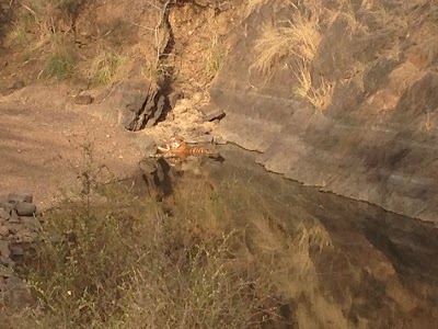 Photos of Safari Narayani Hotel