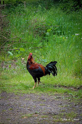 Photo n°69 de Camping La Sablière du Mont Noir à Saint-Jans-Cappel (Terrain de camping)