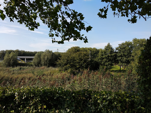 Aalscholver - Thumbnail