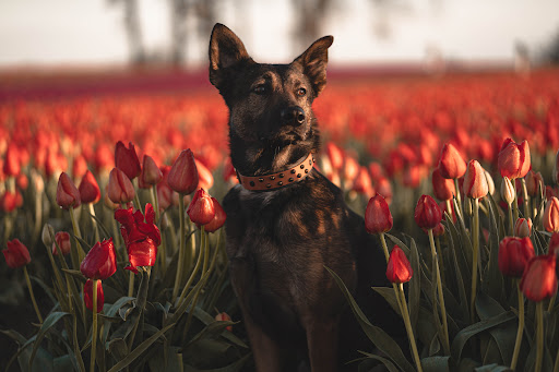 Southpaw Dog, LLC - Thumbnail