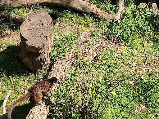 Kimberly-Clark Chimpanzee Forest - Thumbnail