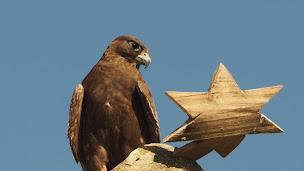 Photo n°36 de L'Huître et la Vigne à Saint-Hilaire-d'Ozilhan (Restaurant de fruits de mer)
