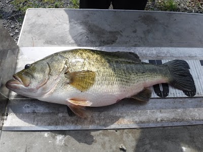 マザーレイクボートクラブ